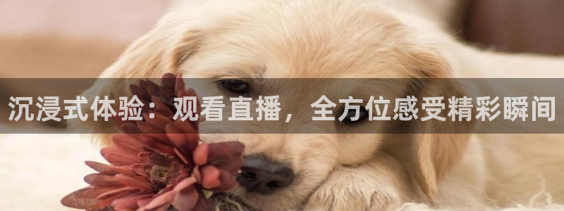 沉浸式体验：观看直播，全方位感受精彩瞬间