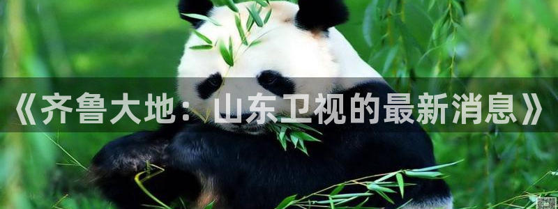 《齐鲁大地：山东卫视的最新消息》