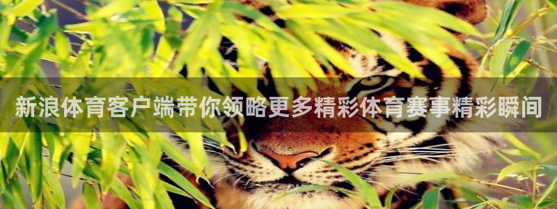 新浪体育客户端带你领略更多精彩体育赛事精彩瞬间
